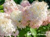 Hortenzija šluotelinė ,Living Royal Flower' (lot. Hydrangea paniculata)